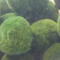 321-9691 Marimo Algae Balls Exploratorium